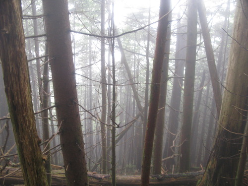 GRSM Accuracy Assessment. Plot Code: GRSM_AA_0676_5