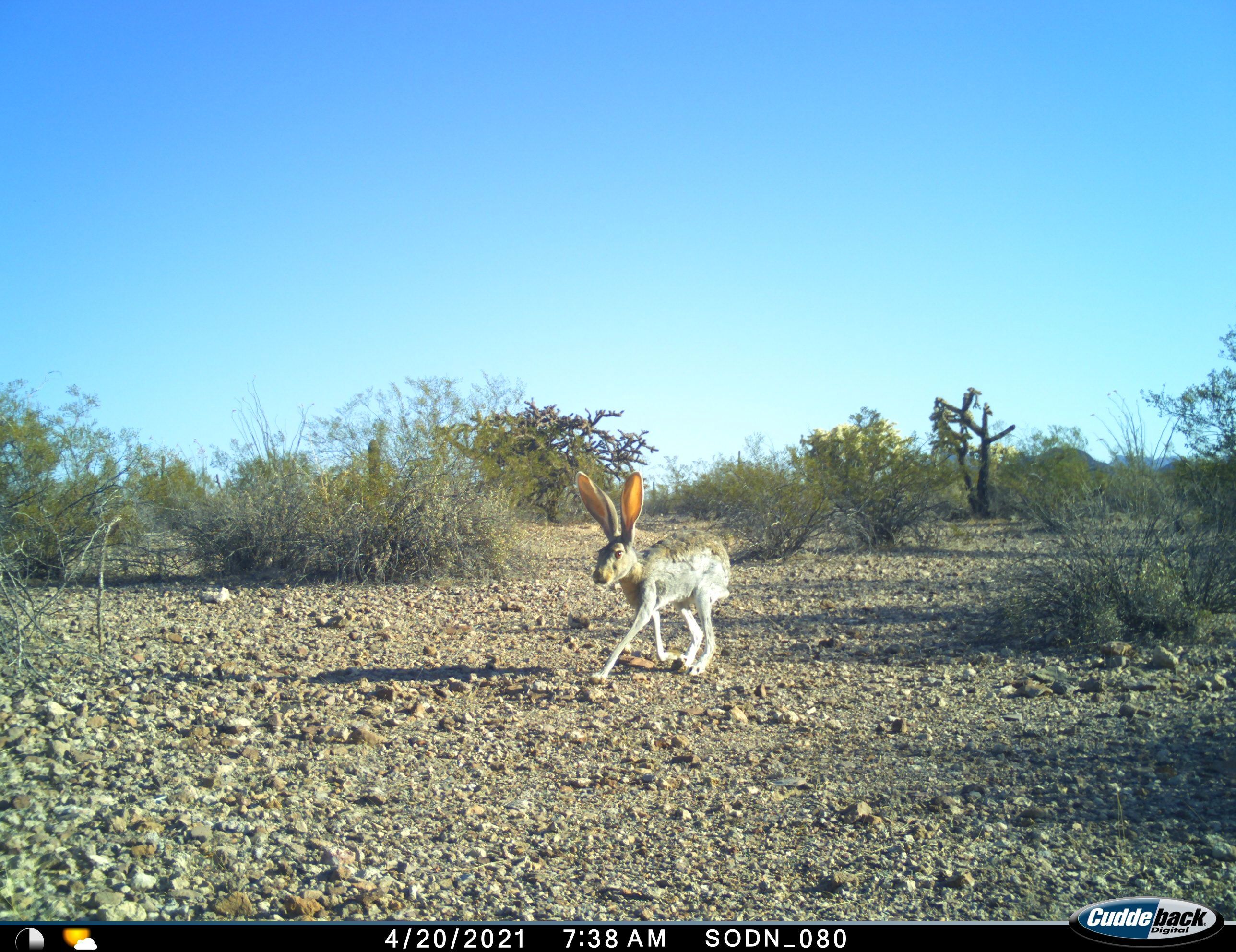 Long-legged jackrabbit walks through desert landscape