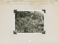 hfca_1607_iva_013_10_004_5133a_a. Antelope [American Pronghorn]; Foraging on steep rocky slope above Indian Gardens. [Reverse of photo has an alternate negative number of 2533]. Locality: Grand Canyon National Park. Negative #: 5133
