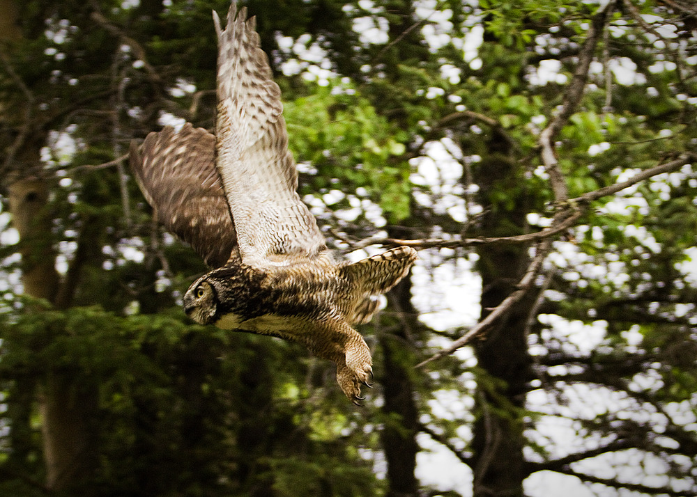 an owl flying through a forest