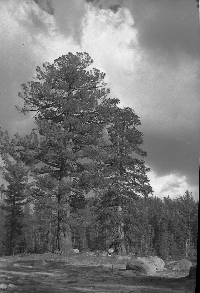 Yellowstone National Park