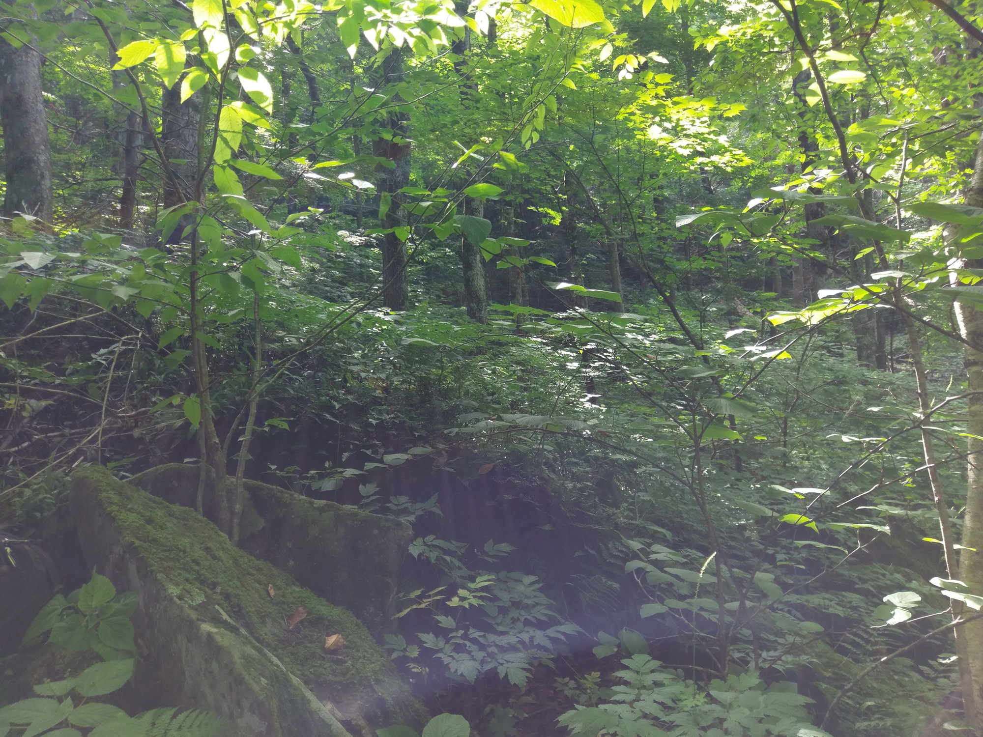 Plot Code: GRSM_AA_0457_5