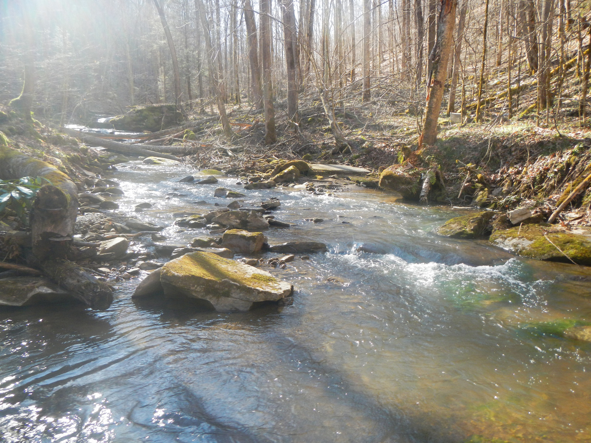 Site visit photo showing the upstream (UP) or downstream (DN) view of a wadeable stream reach taken during benthic macroinvertebrate monitoring at New River Gorge National Park and Preserve.