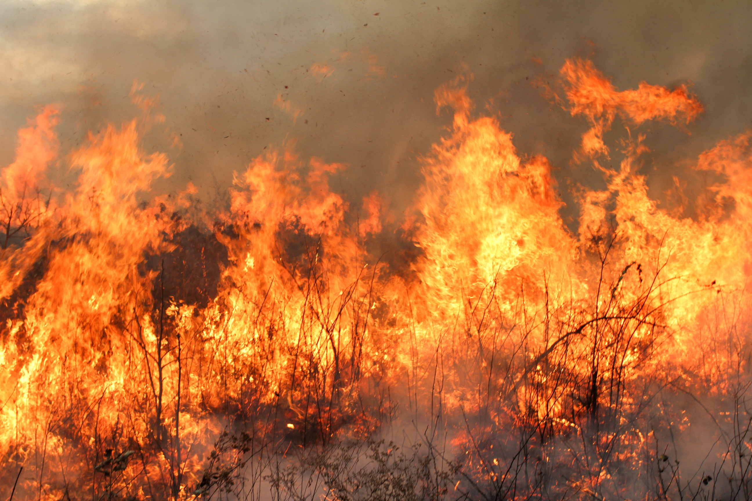 Prescribed fire burns tall grass and smoke rises into sky.