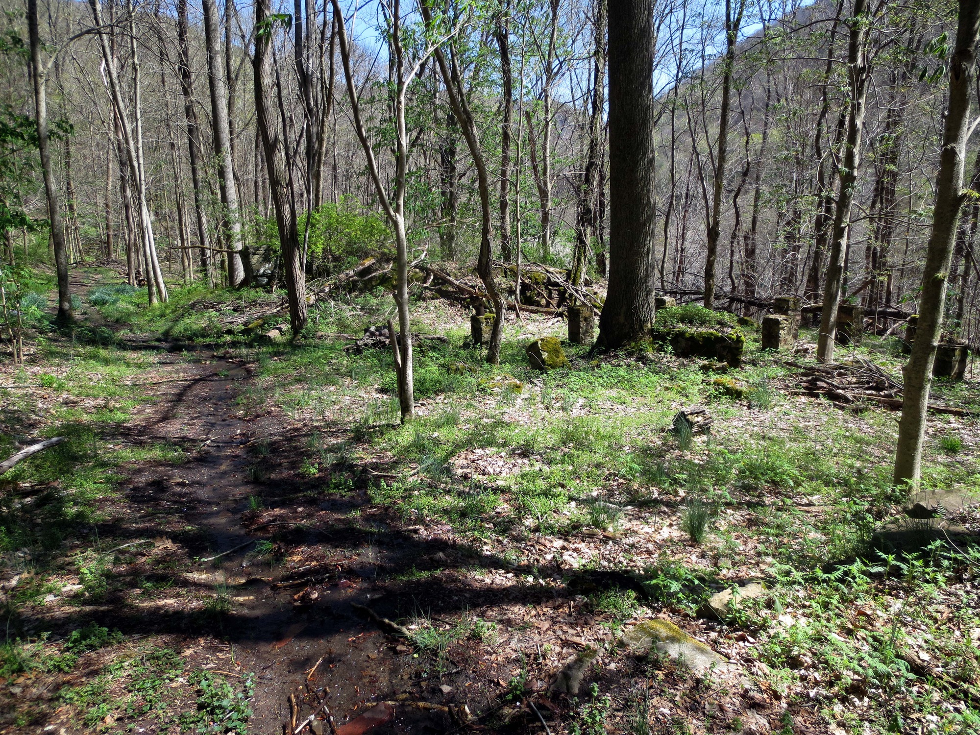 trail through forest with some old stone foundations alongside the trail