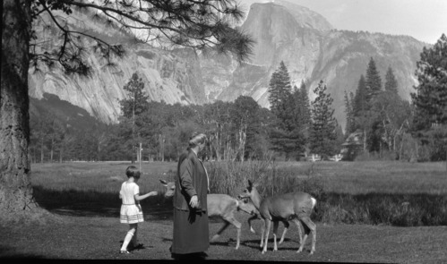 Member of Supt. Lewis' family with deer on lawn of Supt's residence. Setinel Hotel and bridge in background.