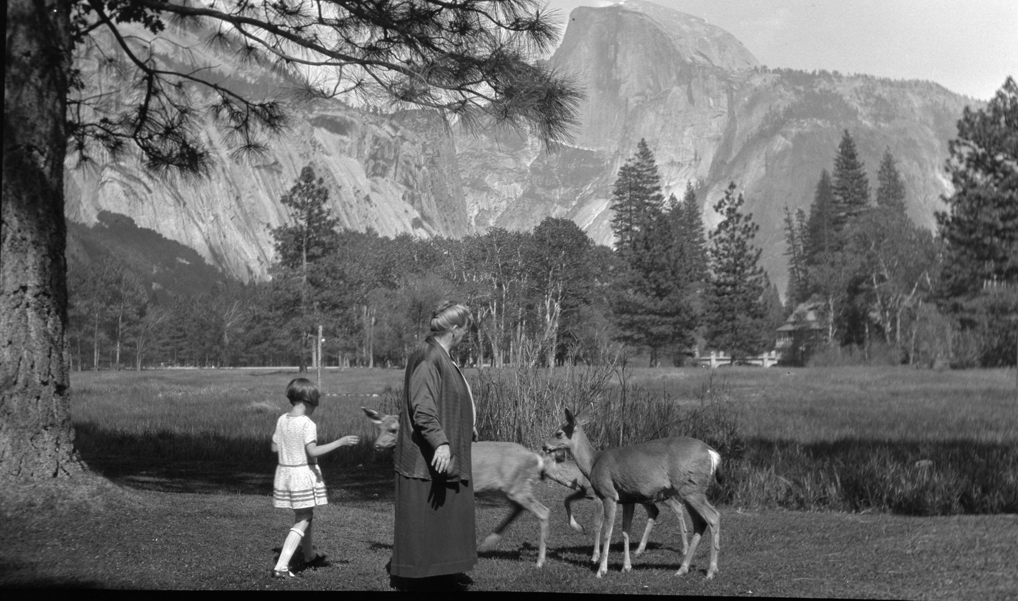 Member of Supt. Lewis' family with deer on lawn of Supt's residence. Setinel Hotel and bridge in background.