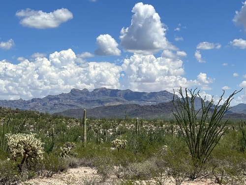 A view from the Palo Verde trail featuring cacti, ocotillo, and the Ajo Mountain range in the background.