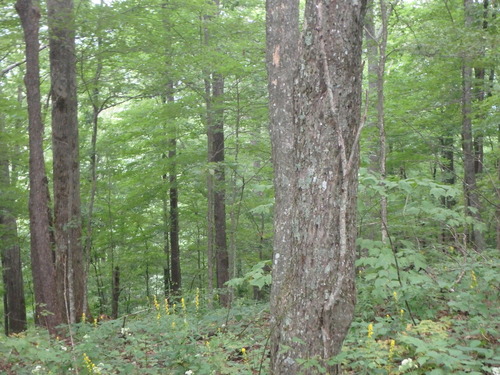 GRSM Accuracy Assessment. Plot Code: GRSM_AA_0261_2