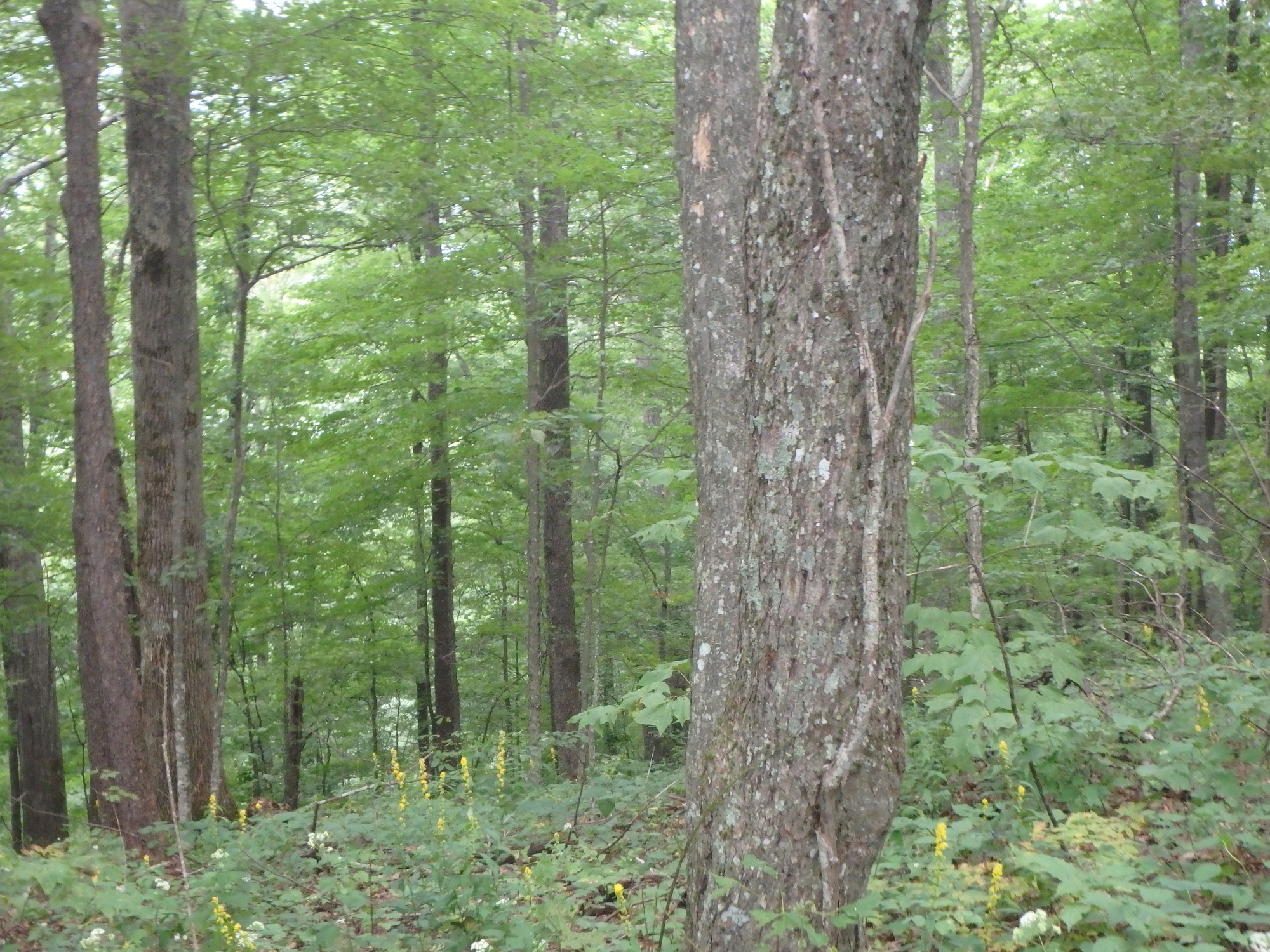 GRSM Accuracy Assessment. Plot Code: GRSM_AA_0261_2