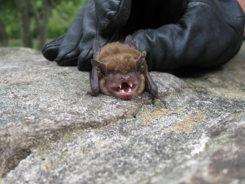 Big brown bat being held on a rock 