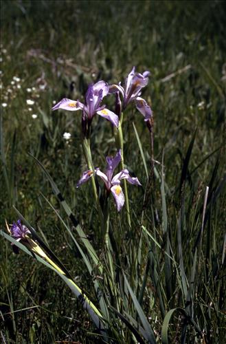 Badlands Flowers: Red, Pink, Blue