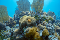 two conical spiral crowns protrude upwards from a bulky mound covered with small circular coral colonies.