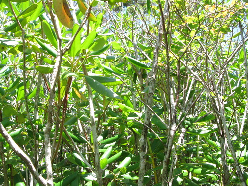 GRSM Accuracy Assessment. Plot Code: GRSM_AA_0871_2