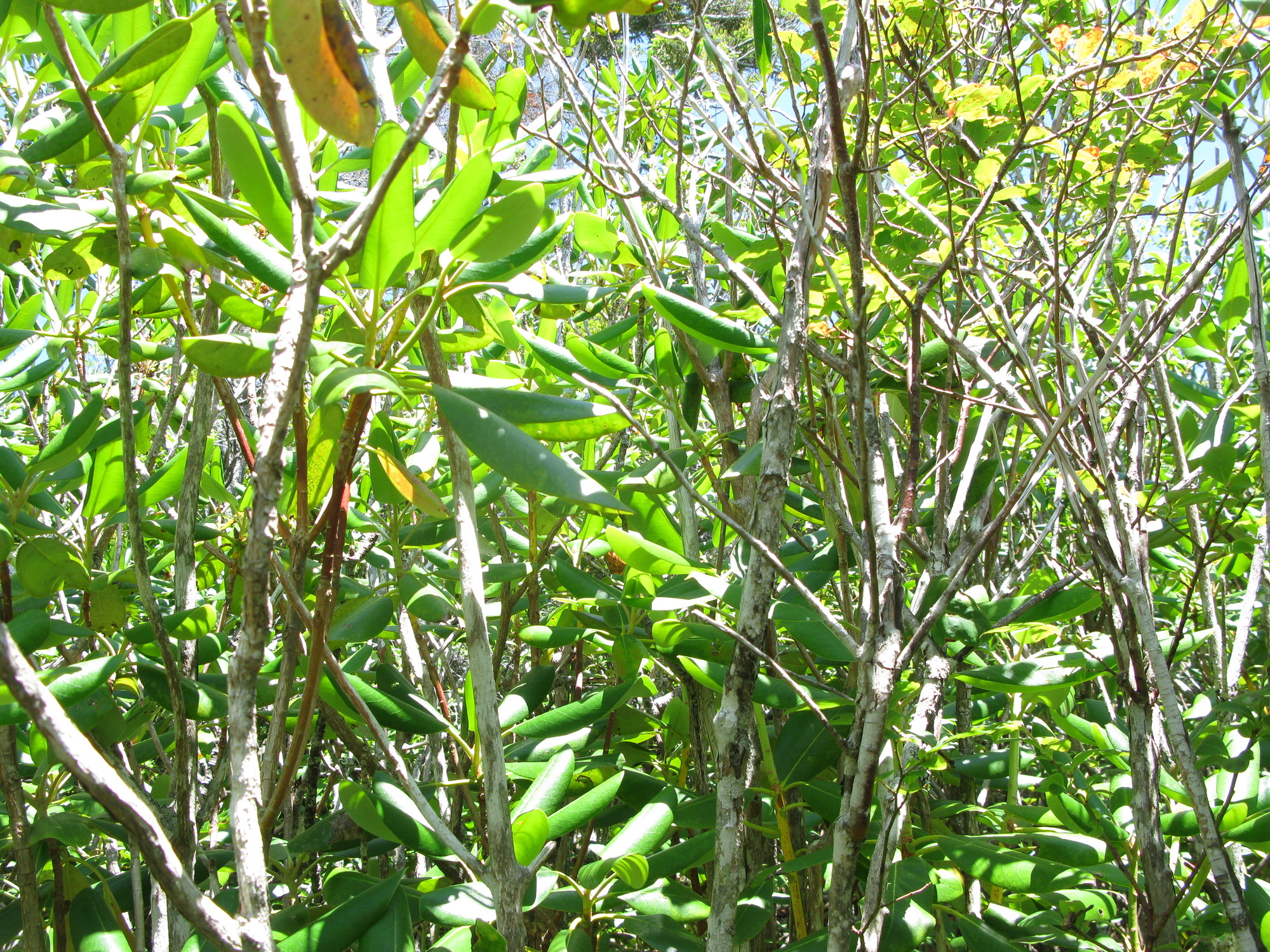 GRSM Accuracy Assessment. Plot Code: GRSM_AA_0871_2