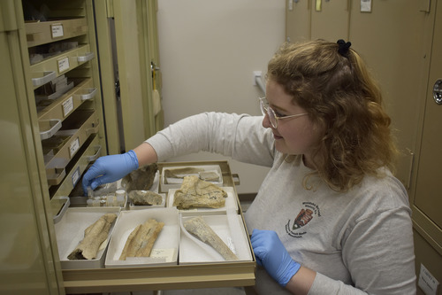 A young woman with wavy blond hair and glasses wears a gray National Park Service t-shirt and a pair of blue disposable gloves. She pulls out a shallow drawer, at chest-height, from a beige, metal cabinet. In the drawer are eight open boxes, each containing a fossilized limb-bone from various species.