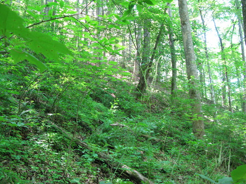 GRSM Accuracy Assessment. Plot Code: GRSM_AA_0128_4