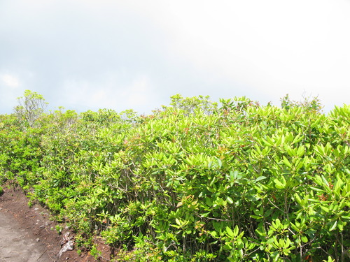 GRSM Accuracy Assessment. Plot Code: GRSM_AA_0960_5