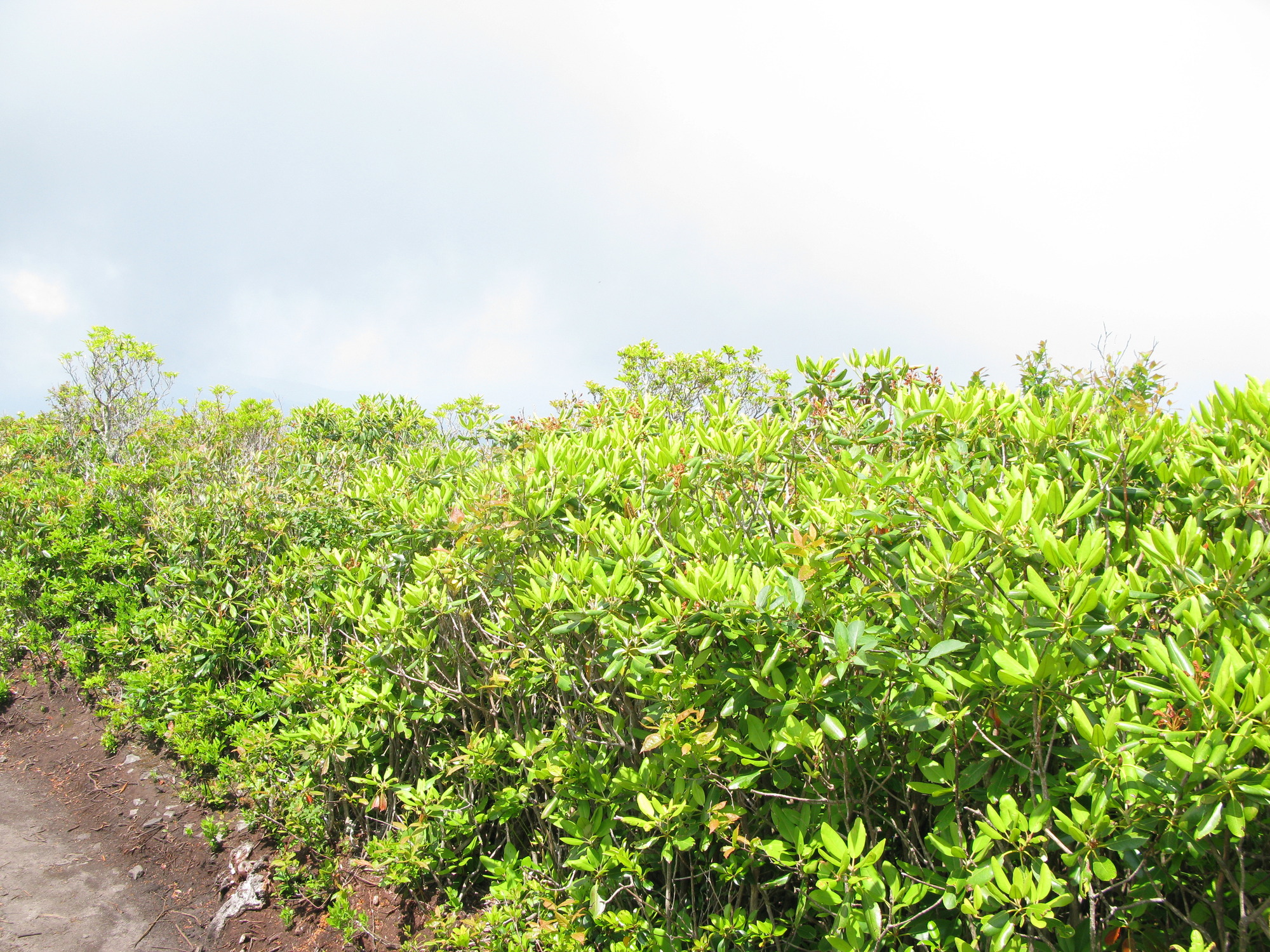 GRSM Accuracy Assessment. Plot Code: GRSM_AA_0960_5