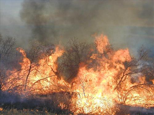 High intensity flames in dense brush during Far View prescribed fire, November 2001