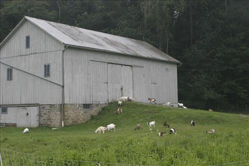 Goatfeathers Point Farm