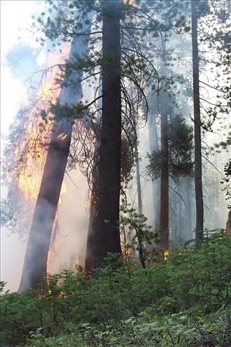 Slide wildfire used for resource benefit, Sequoia and Kings Canyon National Parks, 2002