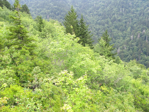 Plot Code: GRSM_AA_0473_4