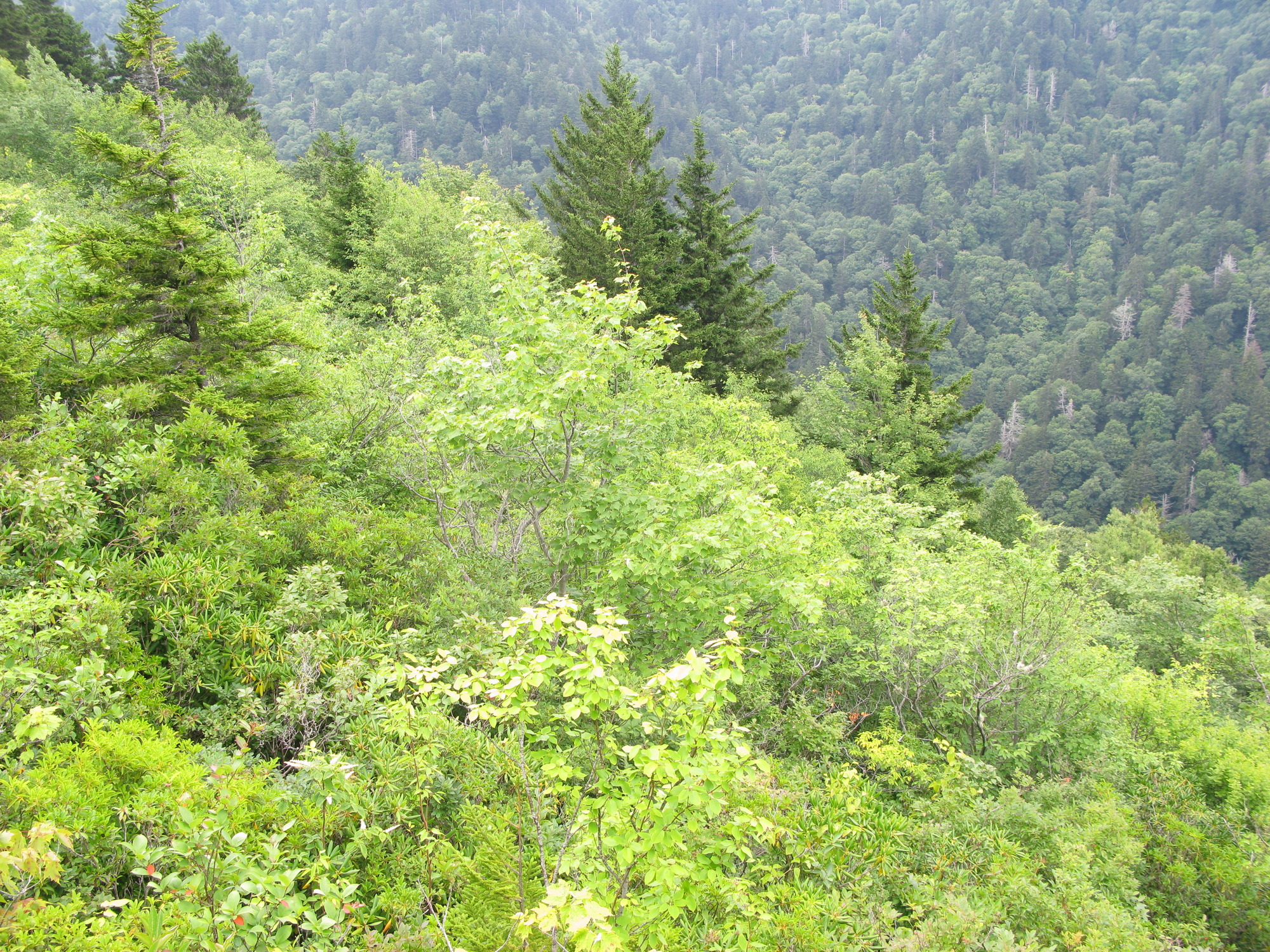 Plot Code: GRSM_AA_0473_4