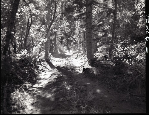 Dirt road from Potato Hollow to Kolob Creek bulldozer graded road section on park land.