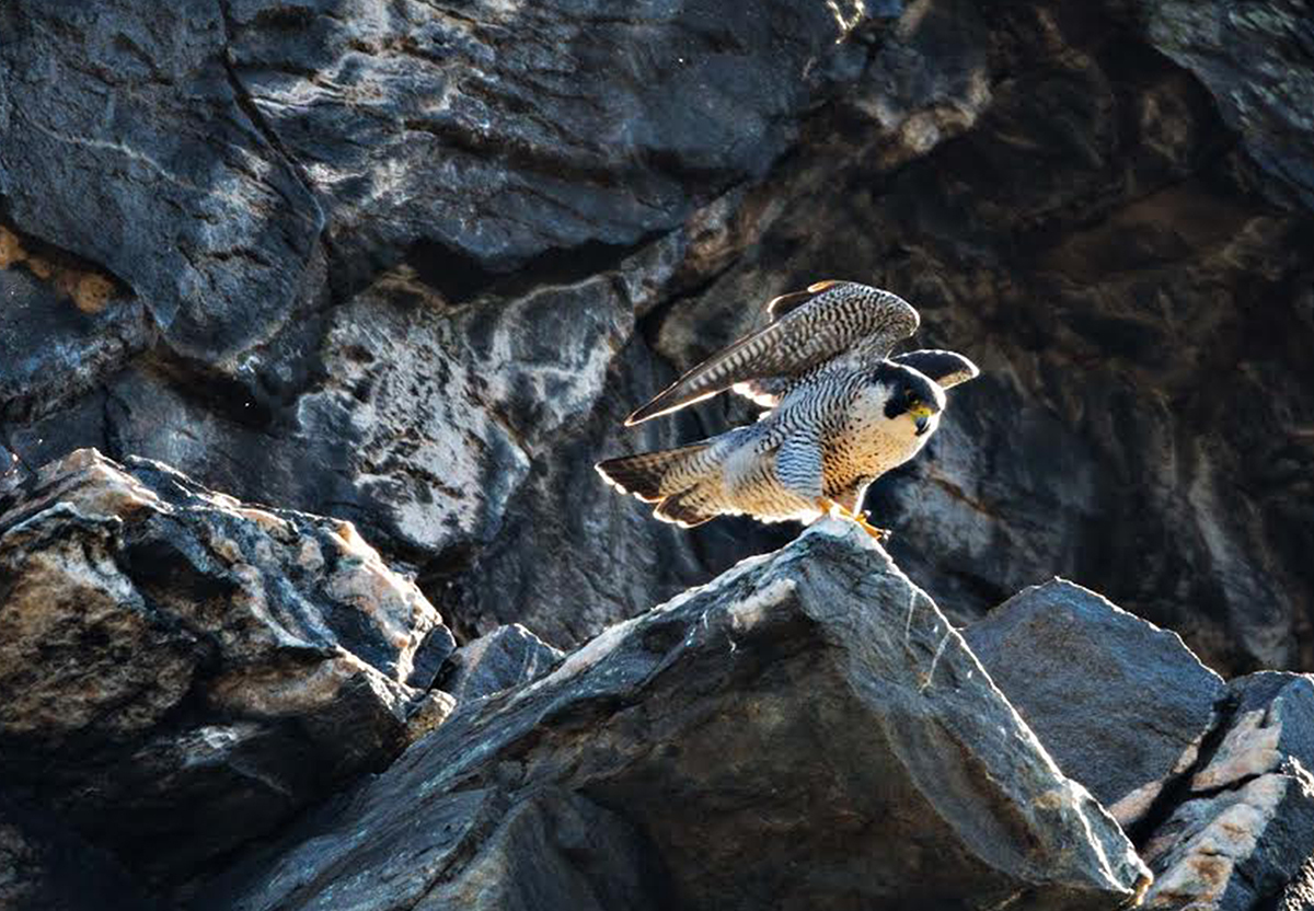 peregrine falcon sitting on rock outcropping with wings partially open