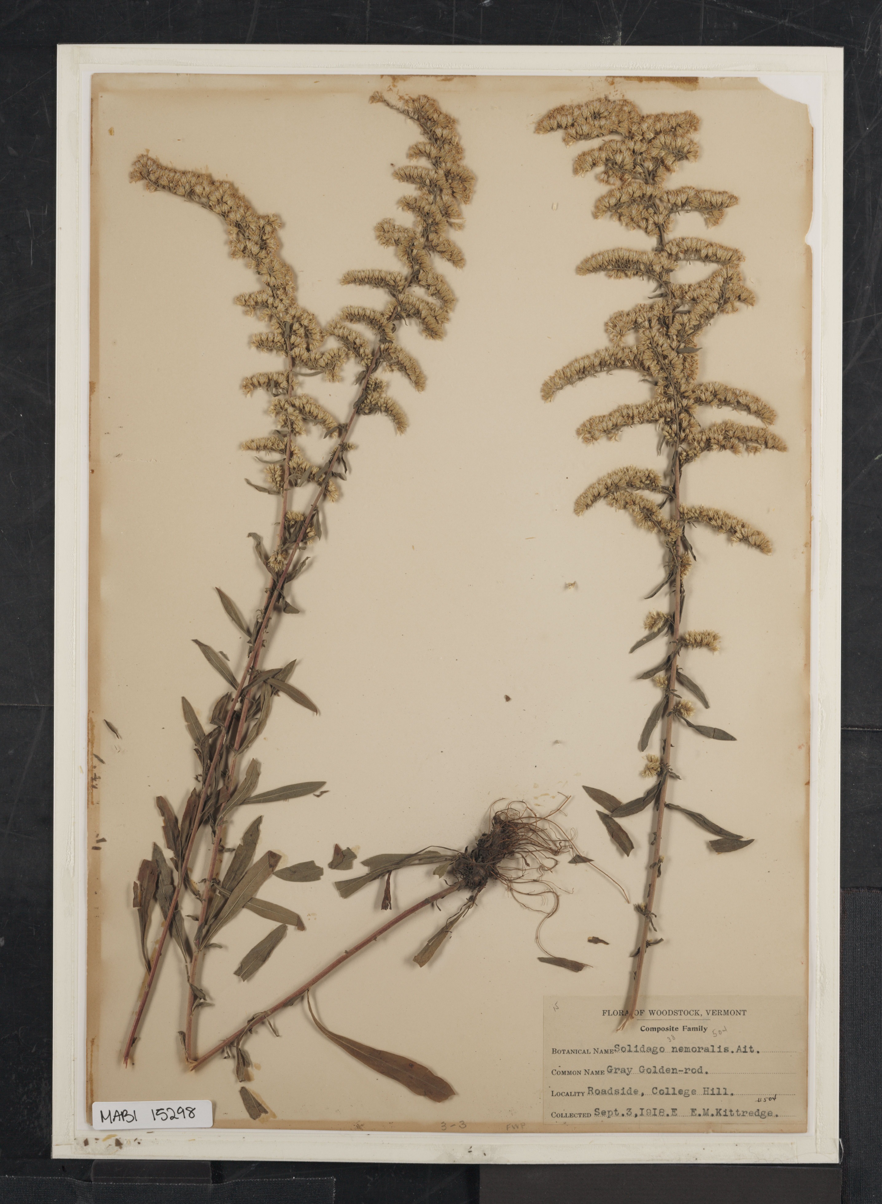 Preserved biological specimen on paper.