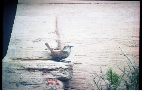 Color Photo of wooden Canyon Wren added to museum in January 1995, and the carver, Charles Foote.