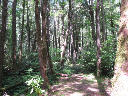 GRSM Accuracy Assessment. Plot Code: GRSM_AA_0273_2