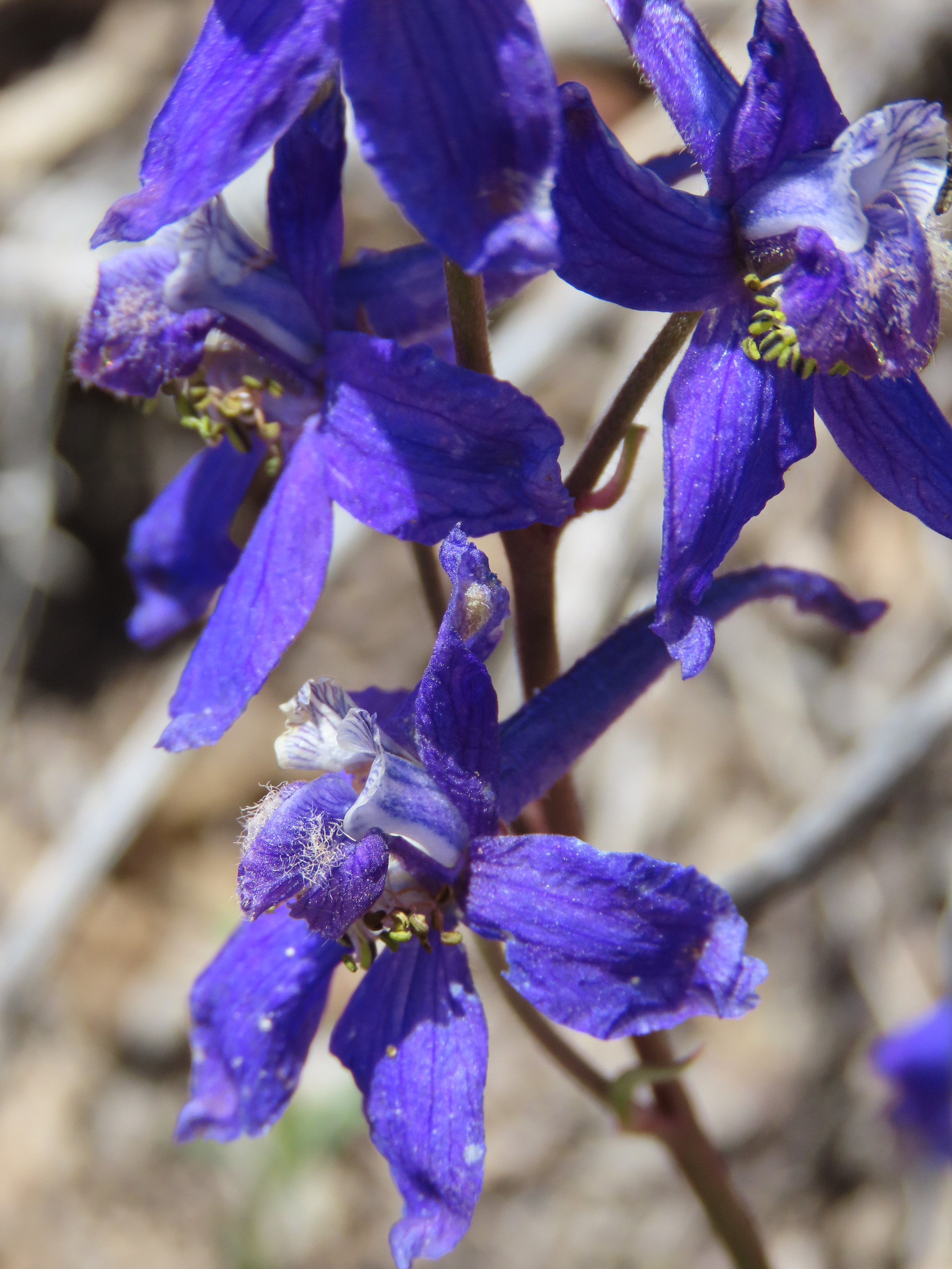 A stem with four flowers growing off it at an angle. The flowers are a dark purple with five asymmetrical petals.