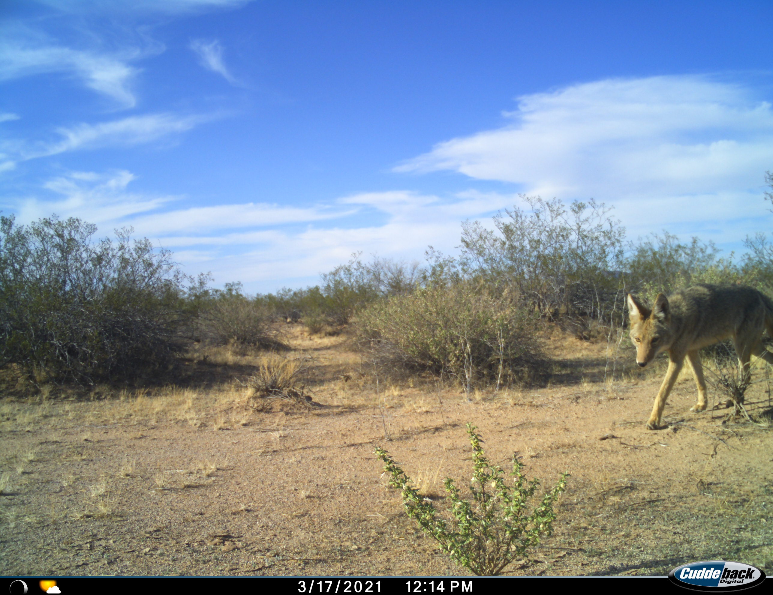 Coyote in desert landscape enters frame from right