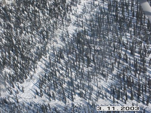 2 Yukon-Charley Rivers National Preserve Wolf Capture 2003