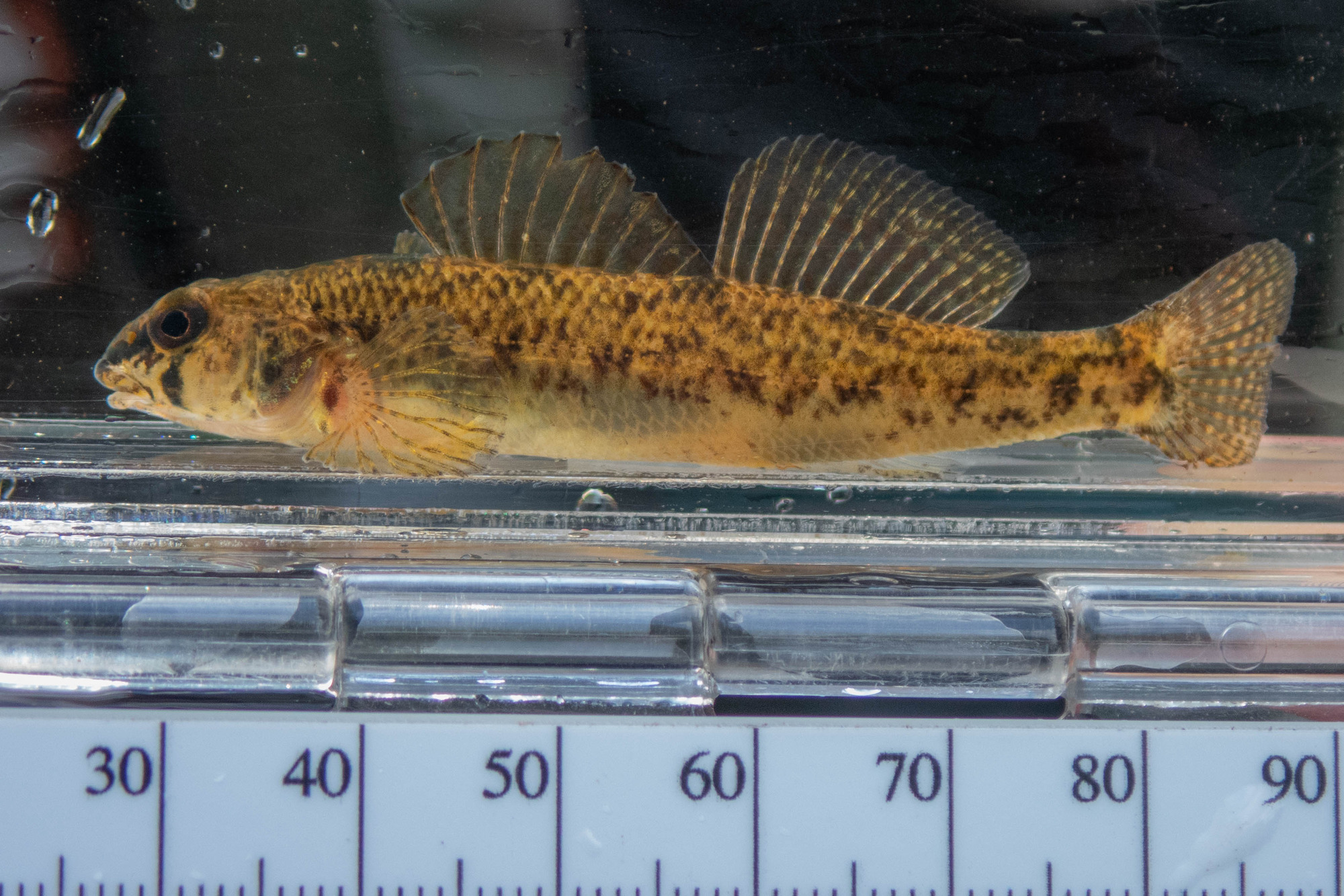 Etheostoma olmstedi (tessellated darter) - full body, adult