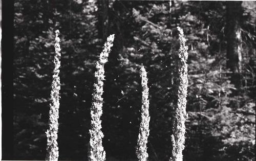 BW Photos of ranger-led hike / yucca talk.