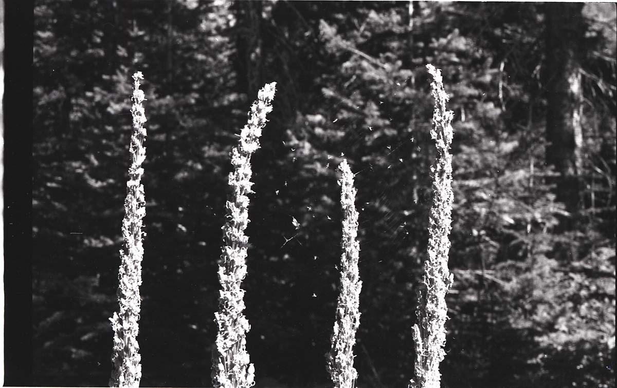 BW Photos of ranger-led hike / yucca talk.