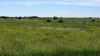 Views of a grassy field with tall grasses.