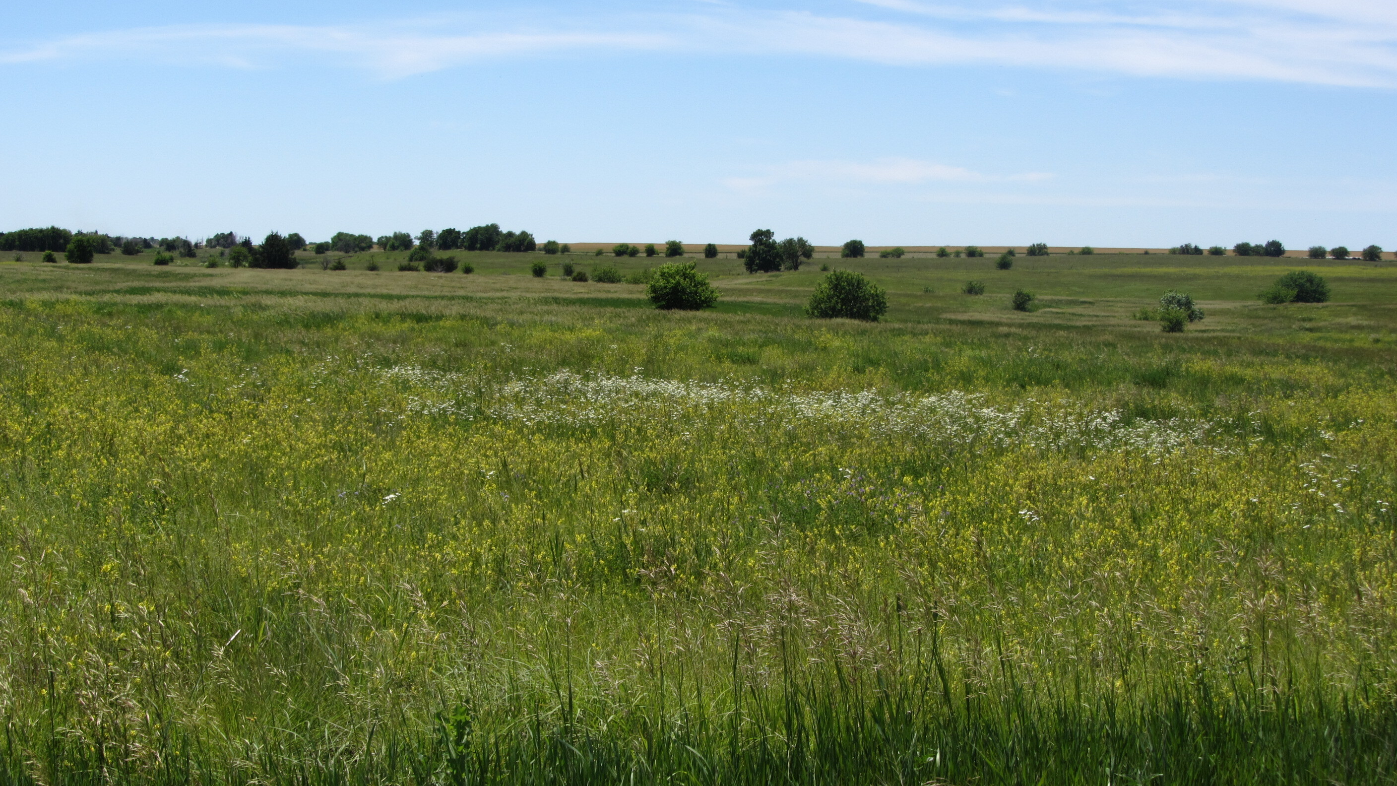 Views of a grassy field with tall grasses.