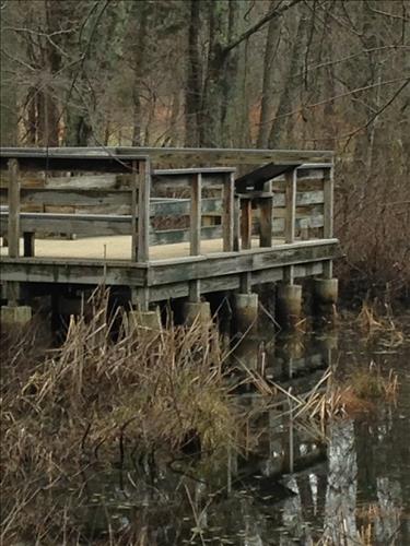 Mammoth Cave Sloans Pond Boardwalk