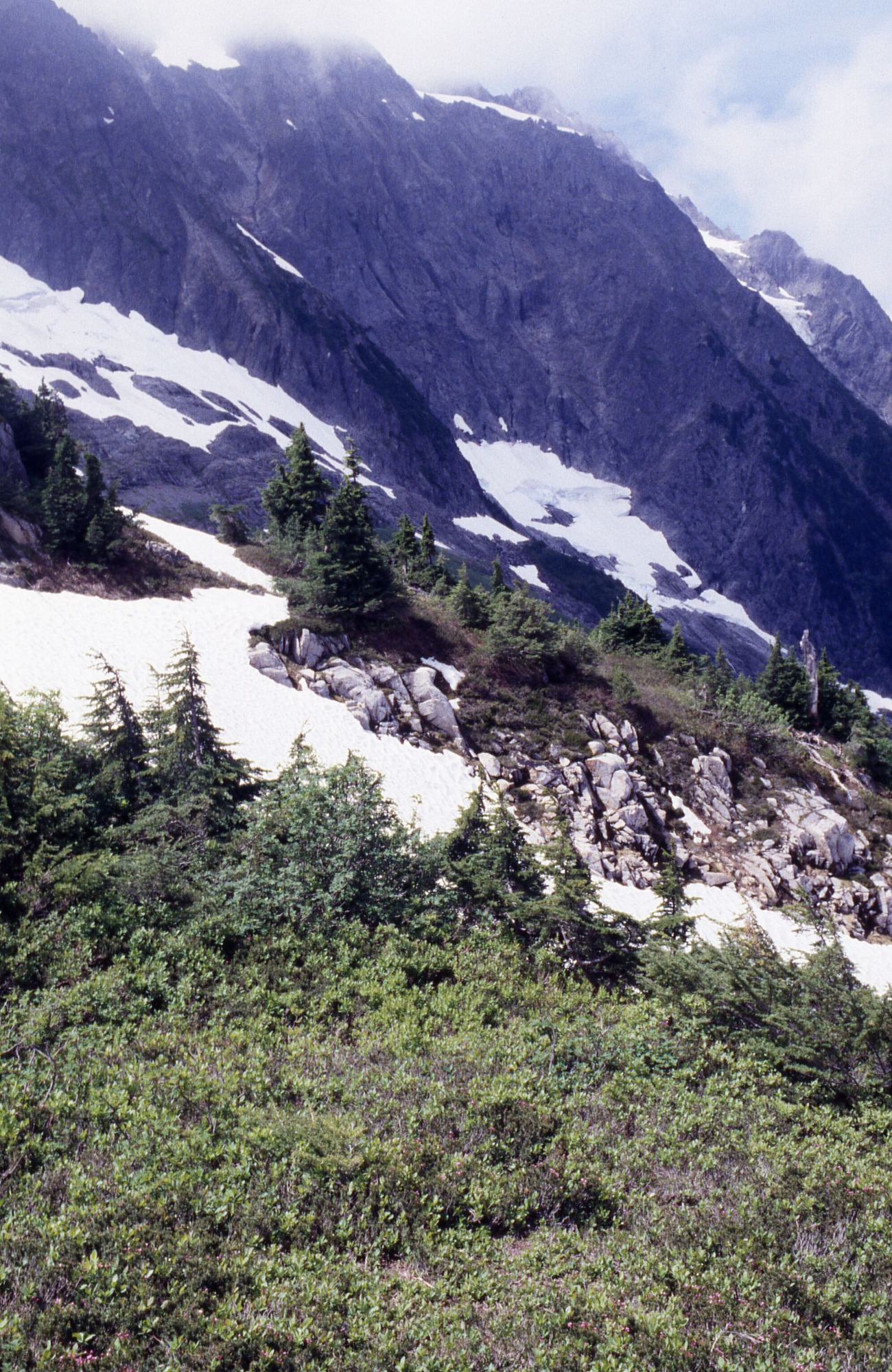 Field of low lying wildflowers, shrubs, and small pines on a rocky slope. In the middle is a large patch of snow. In the distance are mountains.