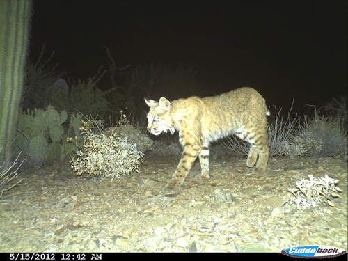 bobcat walking at night as seen from a game camera