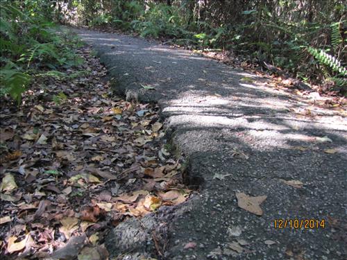 Gumbo Limbo Trail Dec 2014 01