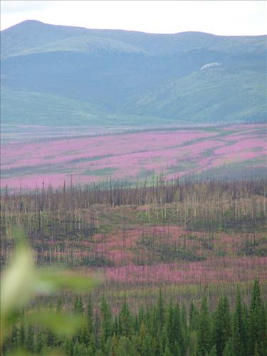 10 Yukon-Charley Rivers National Preserve Peregrine Falcon Survey July 2006