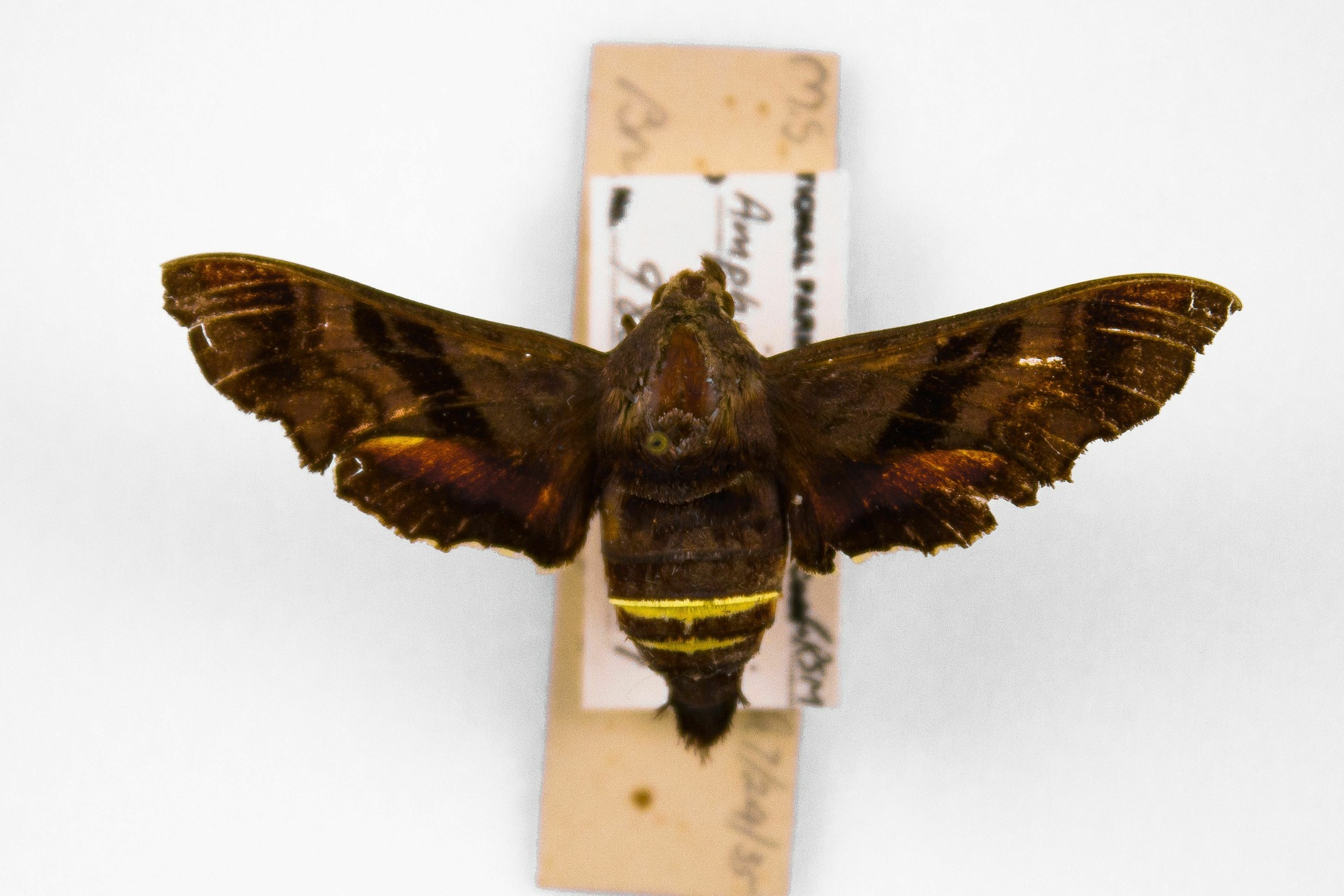 Image of Amphion floridensis, a species of Insect