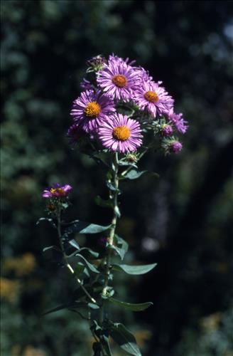 Badlands Flowers: Red, Pink, Blue