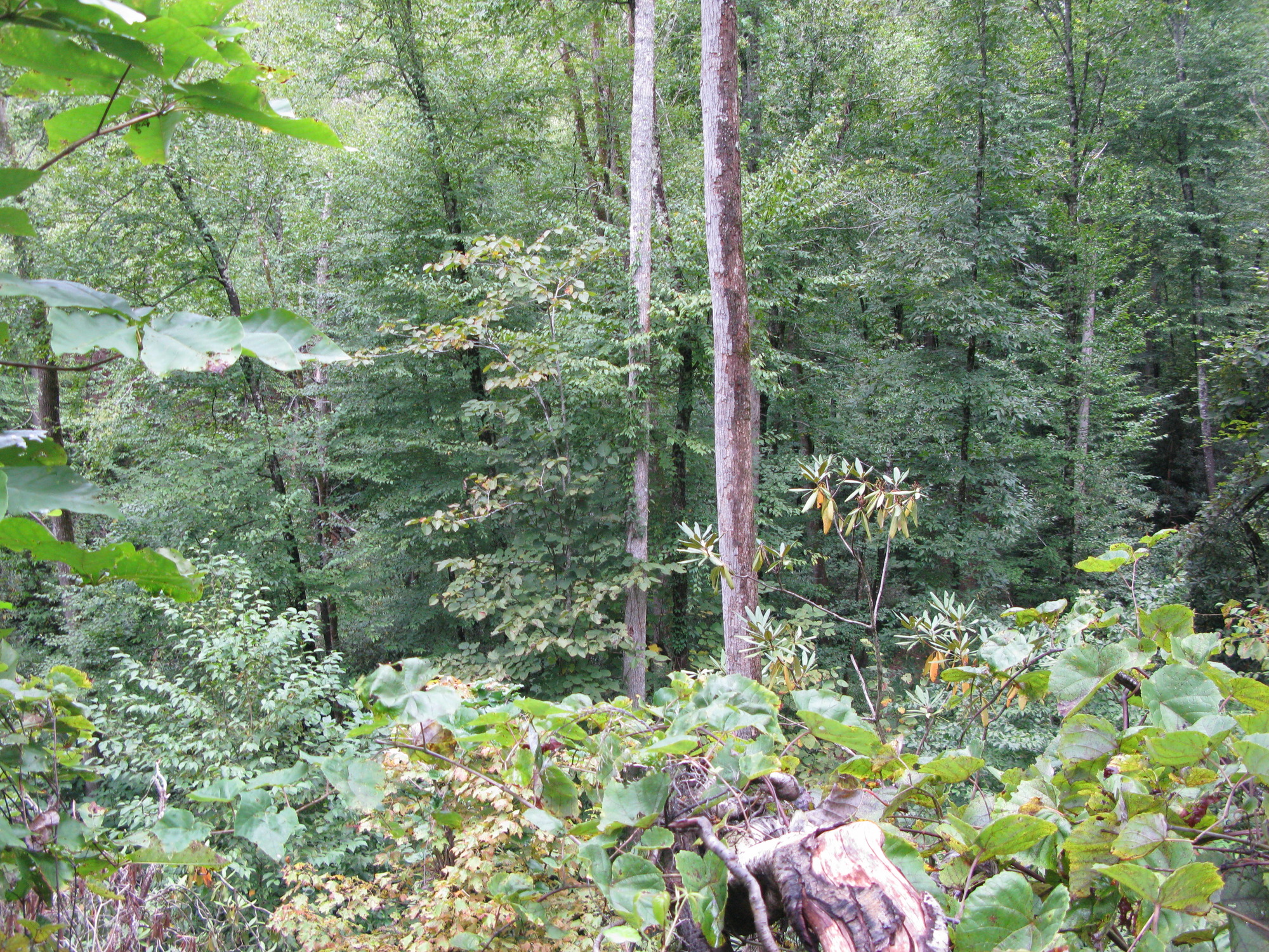 GRSM Accuracy Assessment. Plot Code: GRSM_AA_0147_2