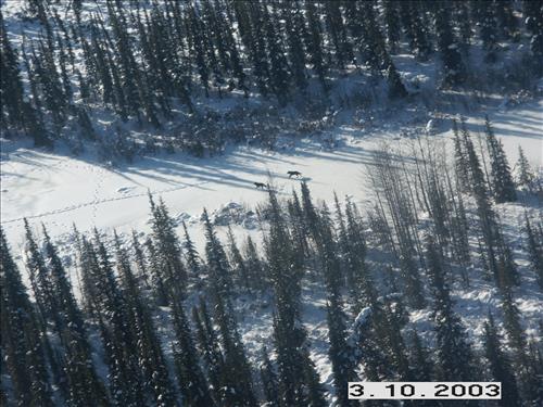 1 Yukon-Charley Rivers National Preserve Wolf Capture 2003